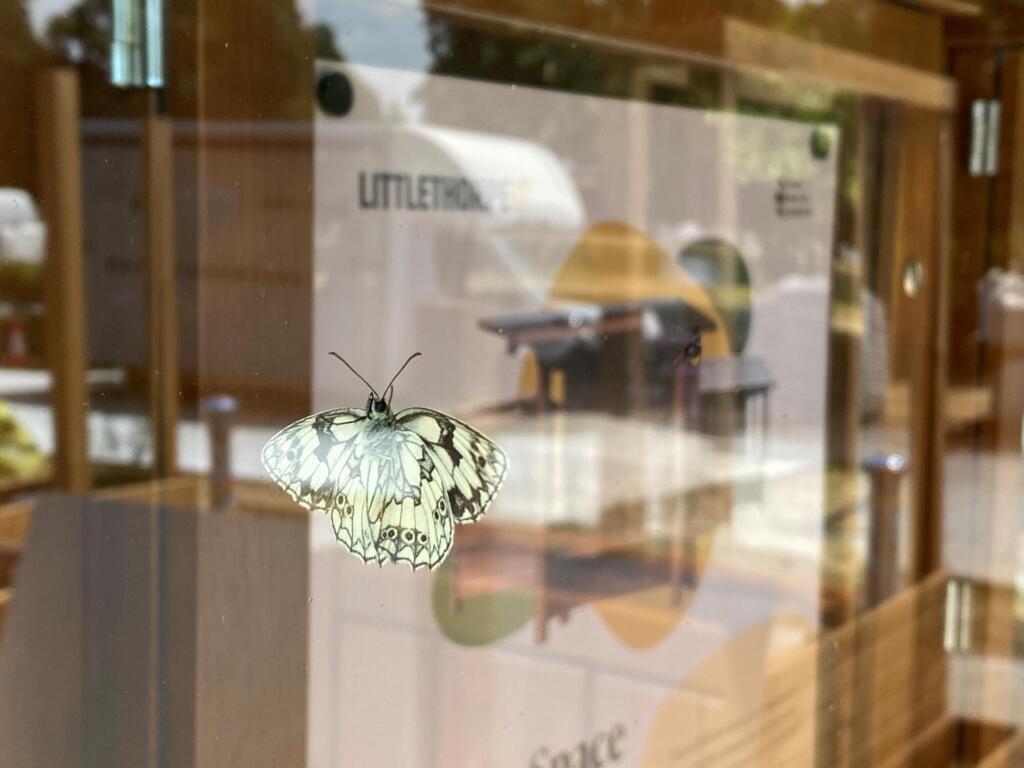A marbled white butterfly resting on the glass panel of the Littlethorpe shelter display, with reflection of the exhibition inside.