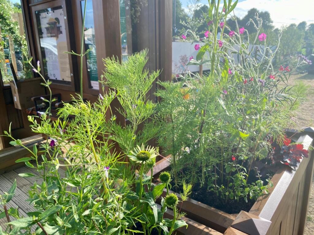 A detailed view of blooming wildflowers in a timber planter, placed beside an exhibition shelter with branded display boards visible through the windows.