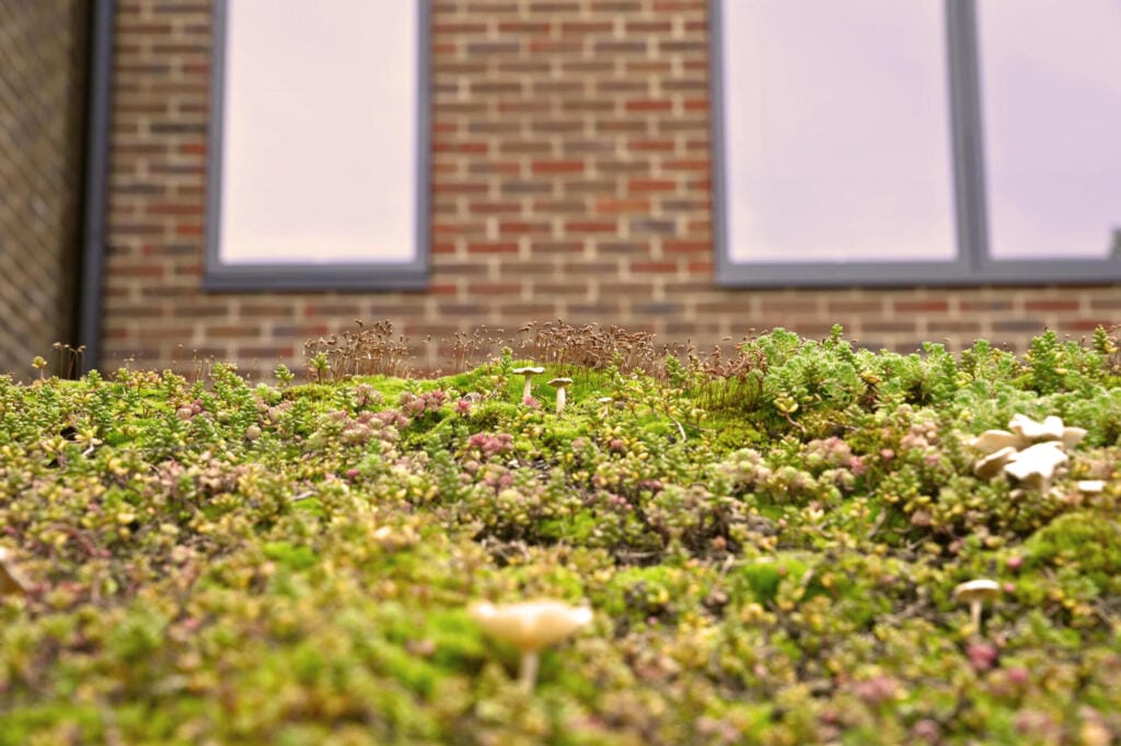 Close up image of green roof greenery with urban brick wall and windows in the background.